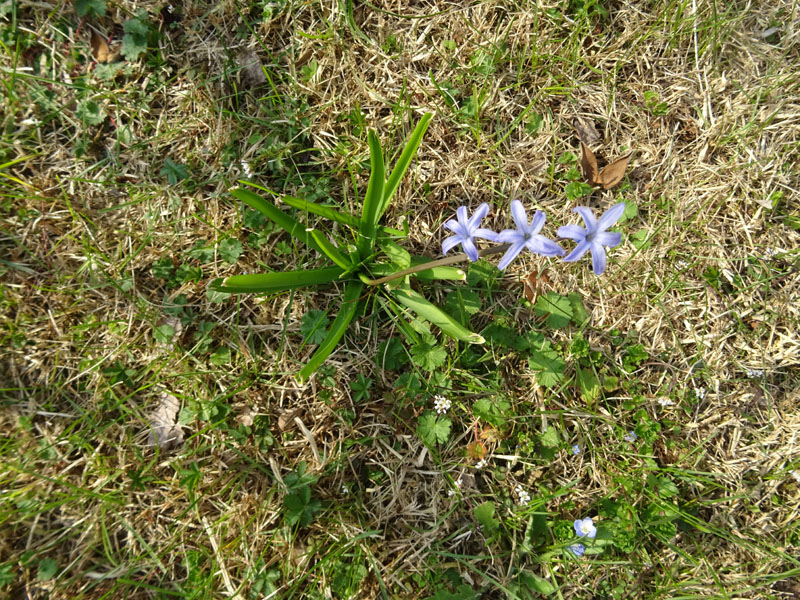 Hyacinthus orientalis - Liliaceae